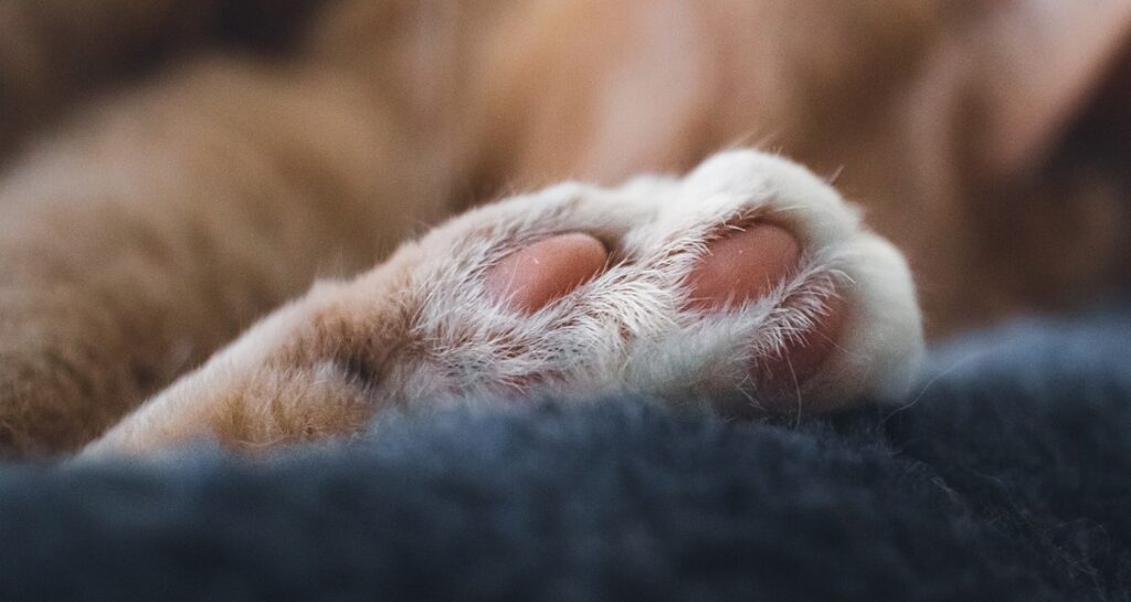 A cat is resting their paw on a blue blanket showing their digital pads