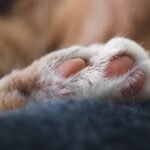 Quebec’s new regulations on pet breeding, declawing come into effect next month