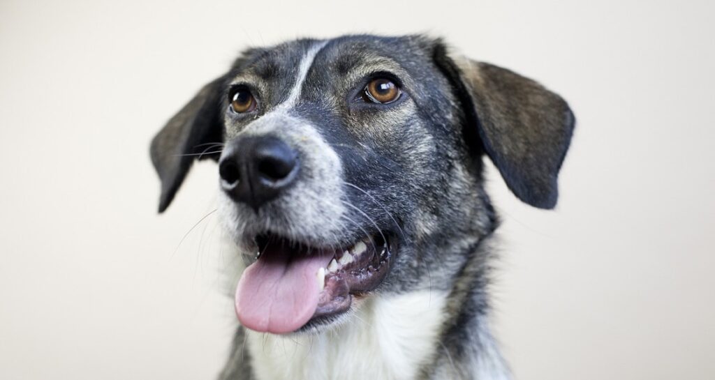 A dog with brown eyes is sticking its tongue out