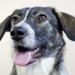 Facial recognition technology being studied as a way to identify vaccinated dogs