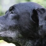 Why longer lives for our dogs could mean longer lives for us