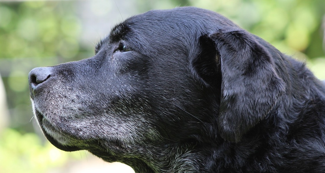 Why longer lives for our dogs could mean longer lives for us