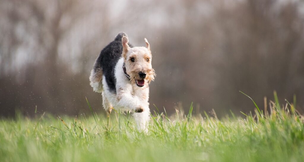 A terrier is running outside in the grass