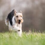 The movement to keep our dogs alive for longer
