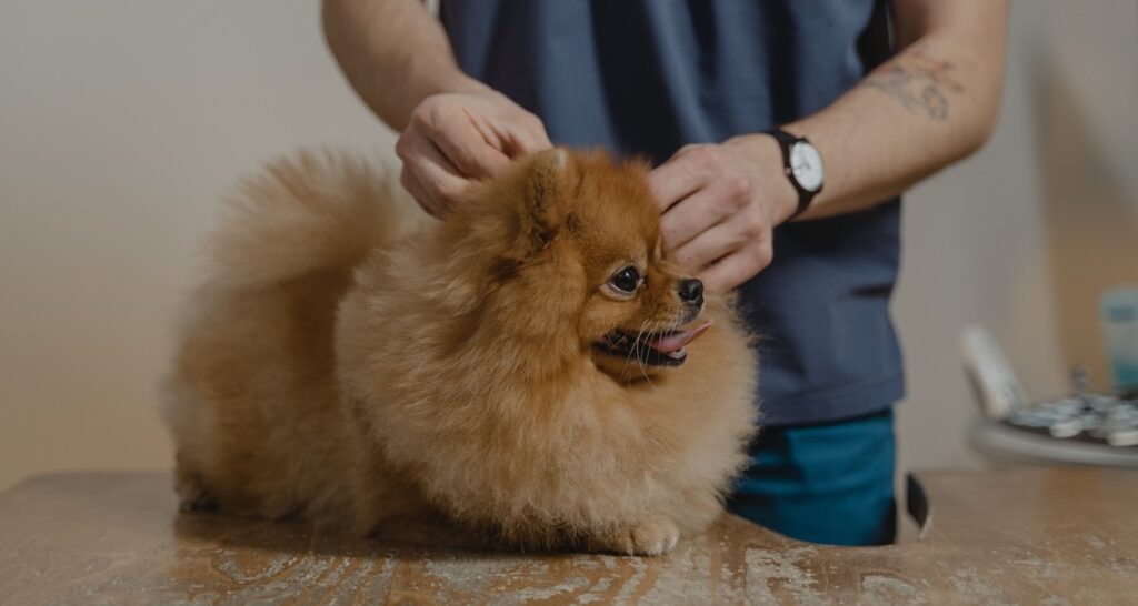 A veterinarian is touching the back of a Pomeranian puppy