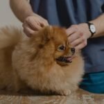 Vets urged to cut pesticide flea treatments amid river pollution fears