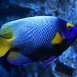 A blue and yellow fish swimming in an aquarium