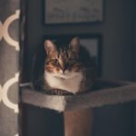 Keeping pets in homes