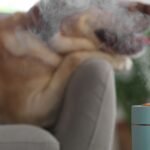 A dog is lying on the couch next to an essential oil diffuser