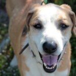 10 Things Your Dog Should Be Doing Every Single Day