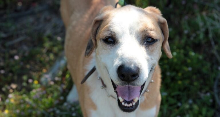 A dog is smiling while standing outside in the grass