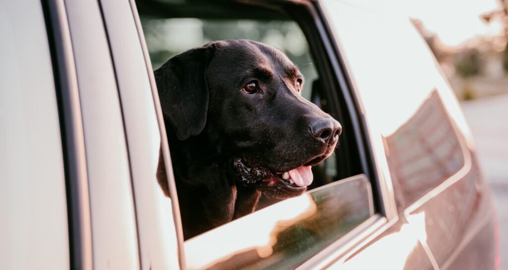 A dog is sticking its head out of a car window