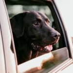 How To Keep Your Dog Safe and Secure in the Car