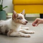 A puppy is receiving oral suspension medication on the floor
