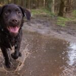 Alabama rot dog disease: how to spot the signs and protect your dog
