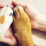 Two paws on two human hands