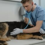 A veterinarian is auscultating a dog using a stethoscope