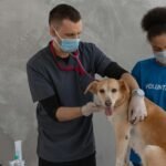 ‘A soul killer’: what’s behind the US’s critical veterinarian shortage?