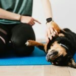 Utilizing Technology in Dog Handling Education: Innovations and Applications