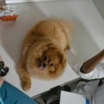 Warning pet owners could be overpaying for medicine