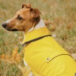 Dogs in yellow coats may have anxiety or PTSD