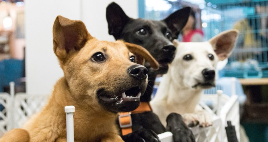 Three dogs leaning on a plastic gate