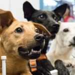 Where are the adopters? Helen Woodward Animal Center takes unprecedented steps to increase adoptions
