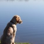 New study examines origins of toxic bacteria that killed 2 dogs at Halifax-area lake