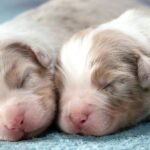Two puppies are sleeping together