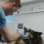 When Does My Pet Need a Veterinary Neurologist?