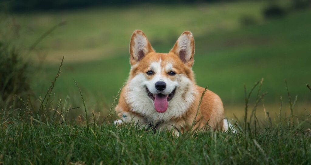 A corgi is smiling while lying in the grass