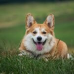 What Your Dog’s Facial Expressions Really Mean