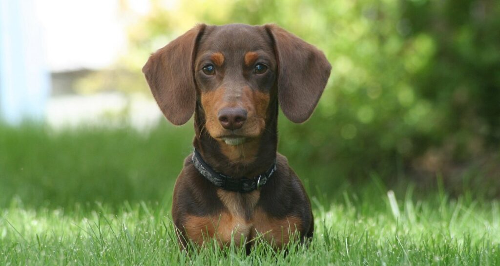 A dachshund is sitting in the grass