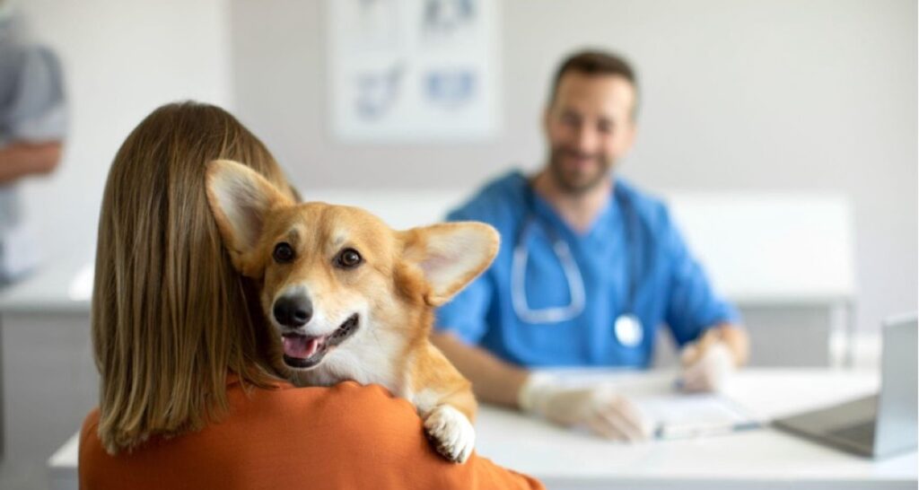 A dog is being held by their owner at the veterinarian