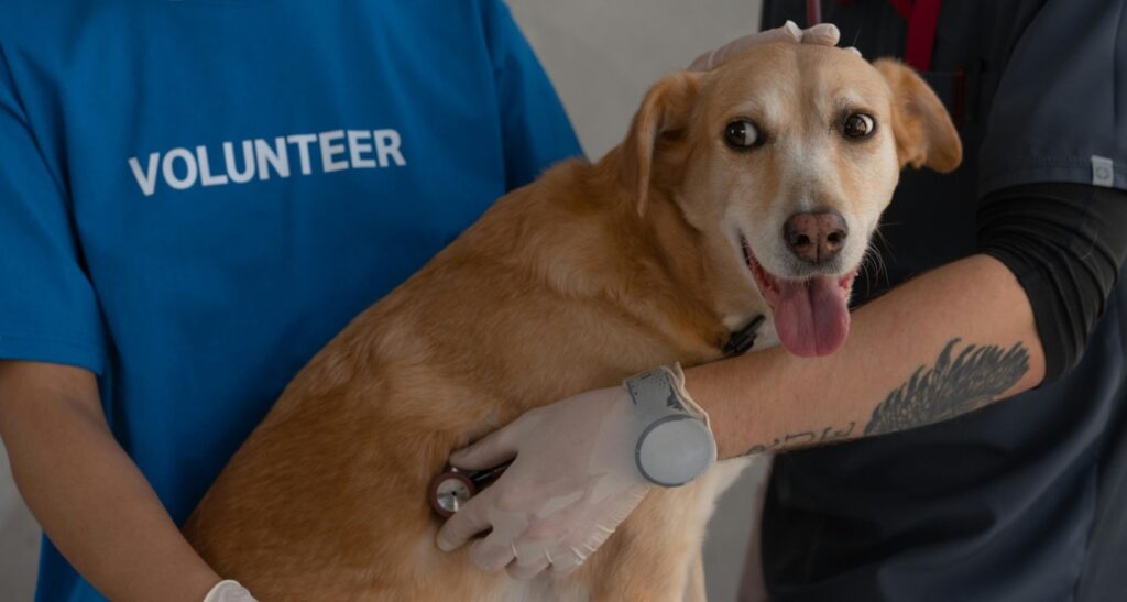 A dog's lung sounds are being listened to using a stethoscope by a veterinarian