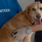 Kidney Disease in Dogs: Signs, Symptoms, and Treatment