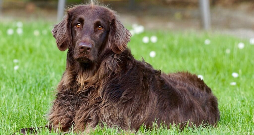 A hairy dog is laying in the grass