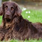 Don’t Chase a Number on a Scale: Transcending Weight in Animal Obesity Research and Care