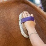 A horse's coat is being groomed by a brush