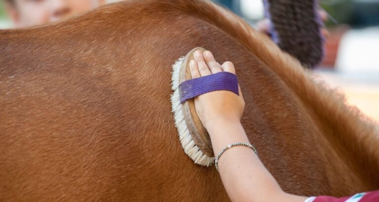 A horse's coat is being groomed by a brush