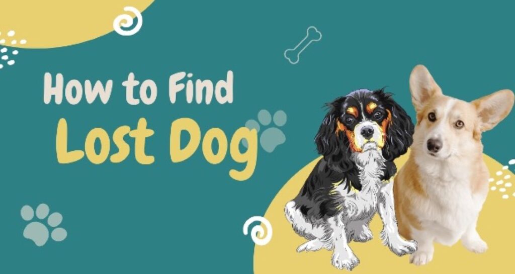 How to find a lost dog poster