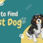 How to find a lost dog poster