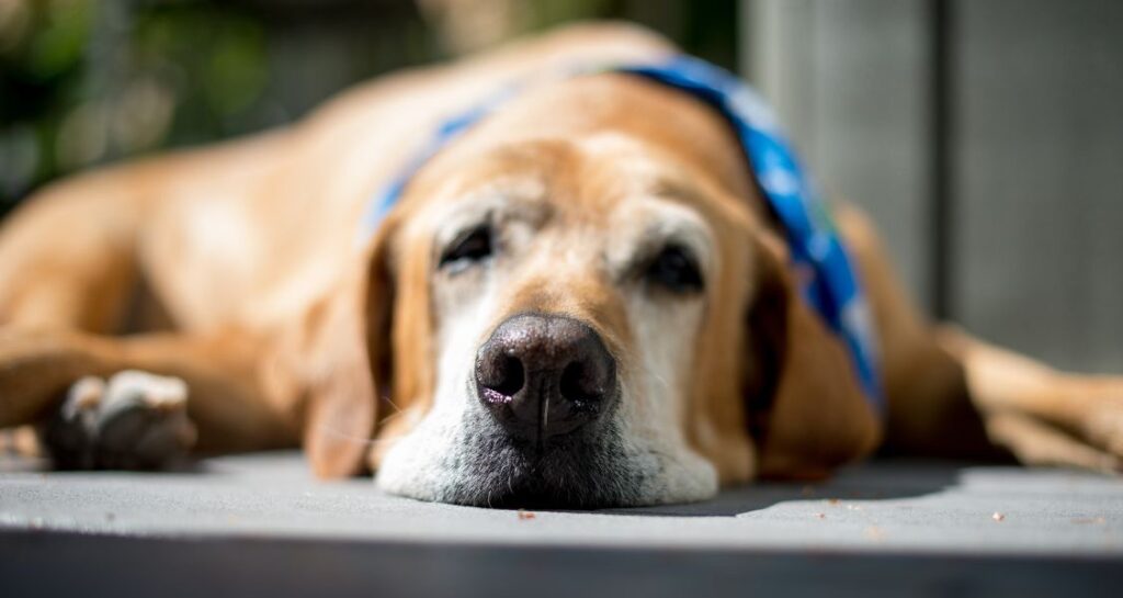 An old dog is lying on the ground