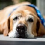 An old dog is lying on the ground