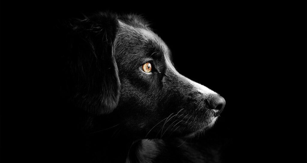 A profile angle of a black dog with copper eyes