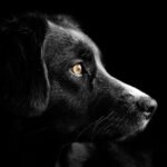 Canine cancers as models: We have barely tapped the full potential of comparative oncology