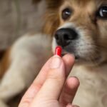 5 Different Supplements Beneficial for Dogs