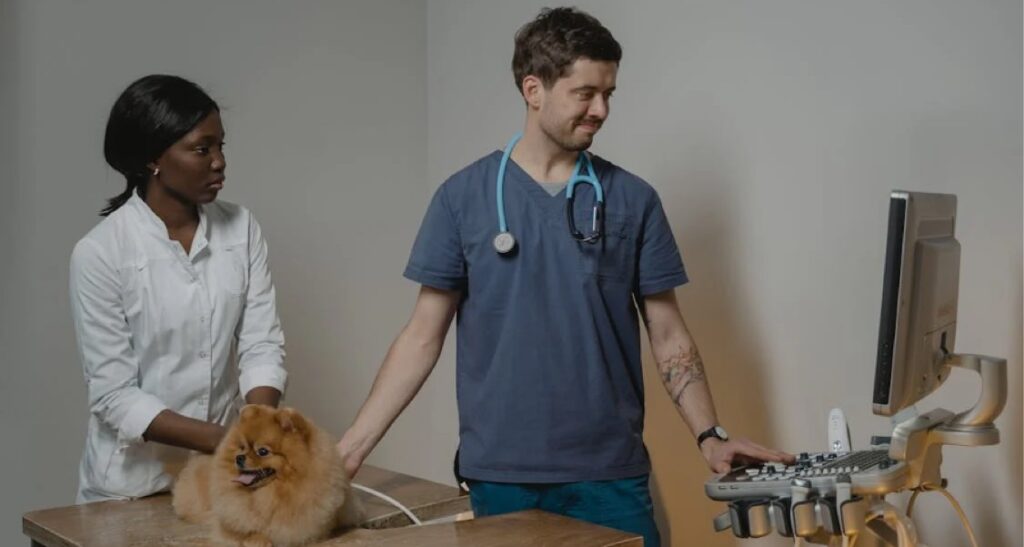 A veterinarian is performing an ultrasound on a dog