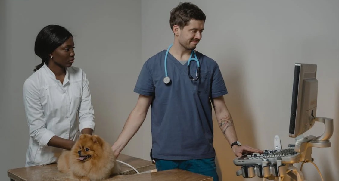 Regular Vet Visits For Pets – Learn The Importance