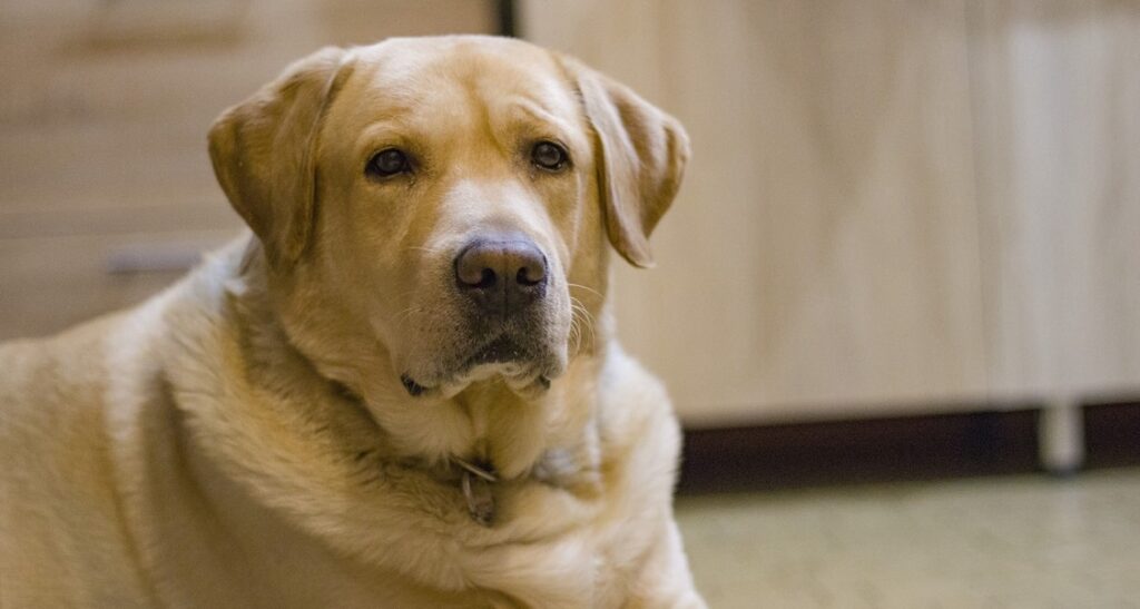 A yellow Labrador retriever is resting on the floor